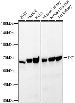 Transketolase Antibody