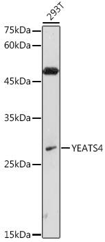 GAS41 Antibody