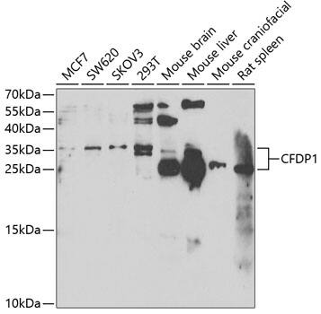 Craniofacial Development Protein 1 Antibody