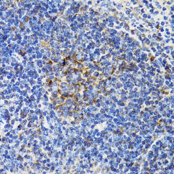 BAP29 Antibody