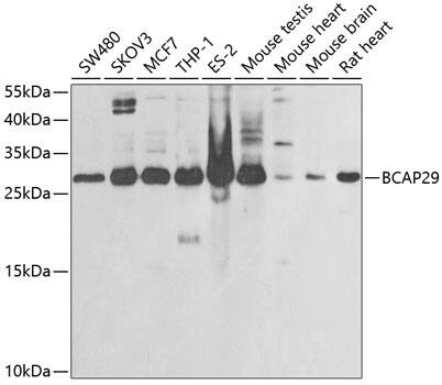BAP29 Antibody