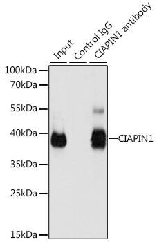 CIAPIN1 Antibody