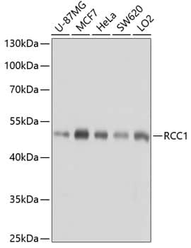 RCC1 Antibody