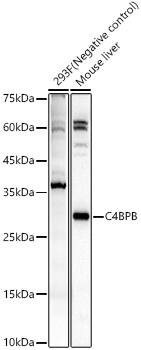 C4 binding protein B Antibody