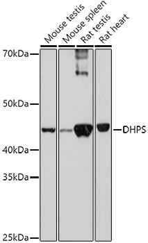 DHPS Antibody