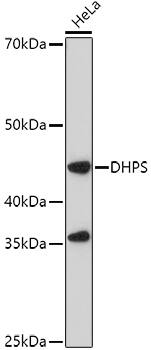 DHPS Antibody