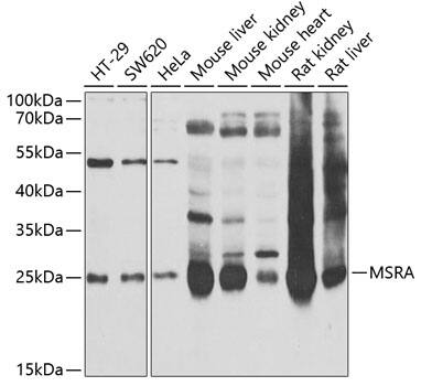 Methionine Sulfoxide Reductase A Antibody
