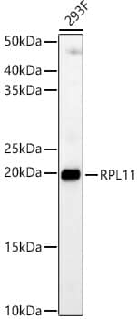 RPL11 Antibody