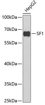 Splicing Factor 1 Antibody