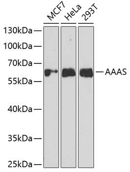 AAAS Antibody