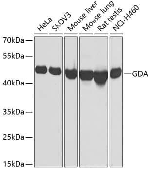 Guanine deaminase Antibody