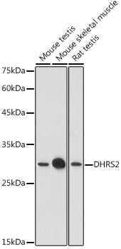 DHRS2 Antibody