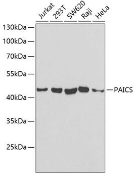 ADE2 Antibody