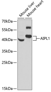 AIPL1 Antibody