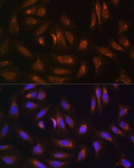 NRBF2 Antibody