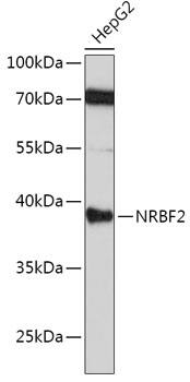 NRBF2 Antibody