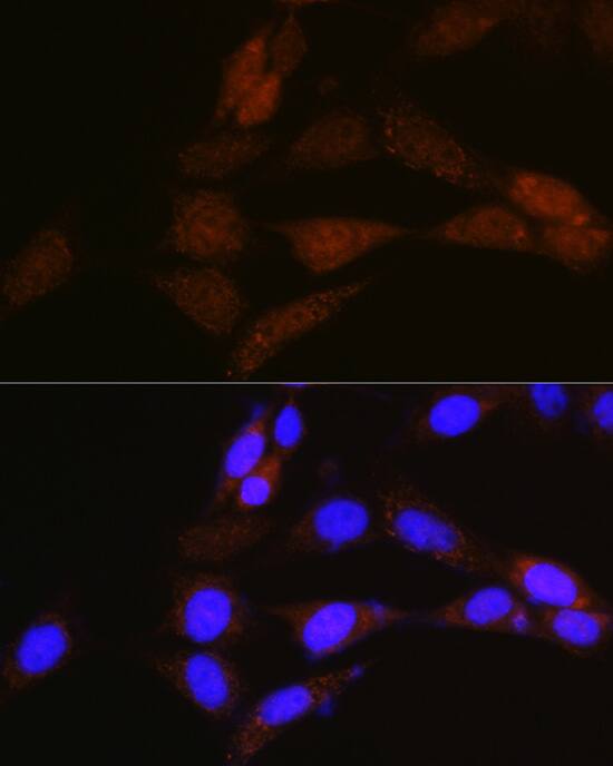 NRBF2 Antibody