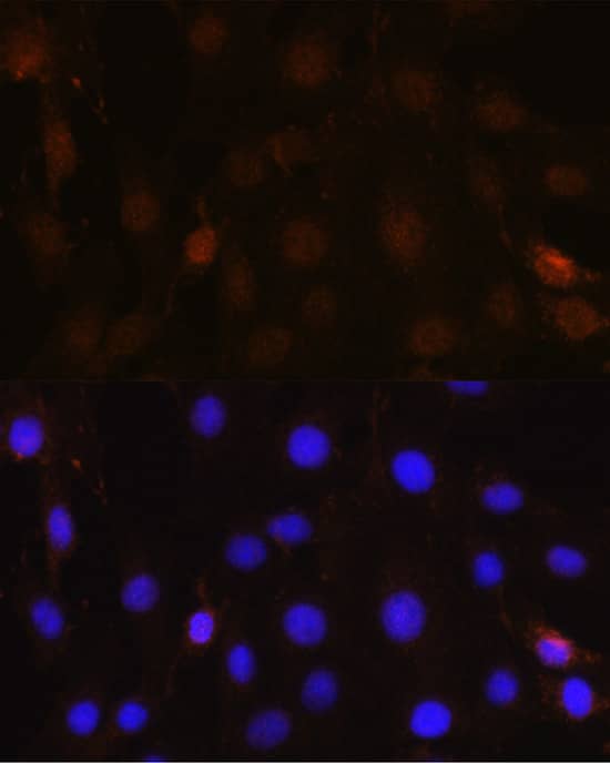 NRBF2 Antibody