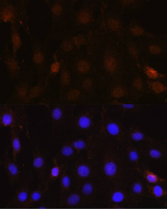 NRBF2 Antibody