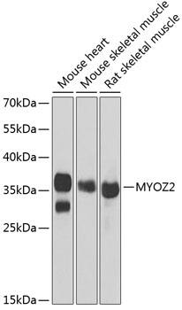 Myozenin 2 Antibody
