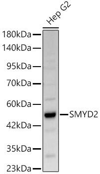 SMYD2 Antibody