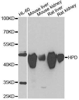 HPD Antibody