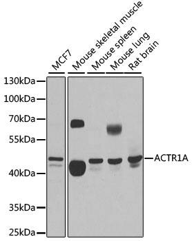 ACTR1A Antibody