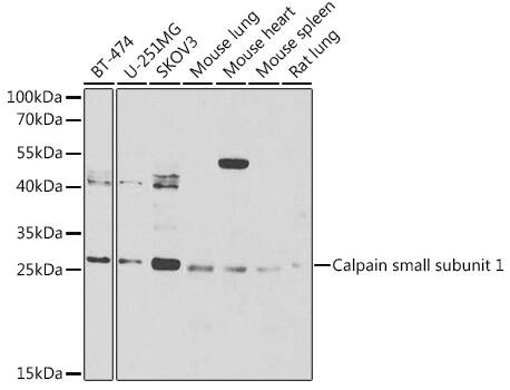 Calpain S1 Antibody
