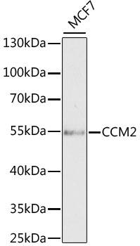 CCM2 Antibody