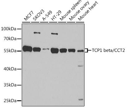 TCP1-beta Antibody