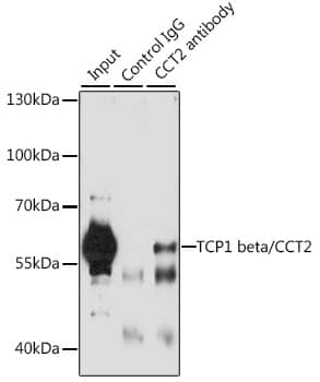 TCP1-beta Antibody