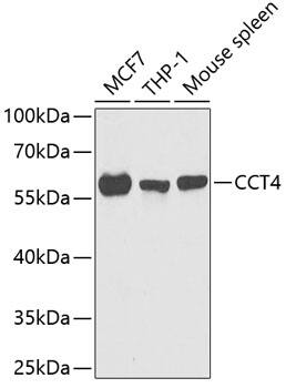 TCP1-delta Antibody