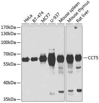 CCT5 Antibody