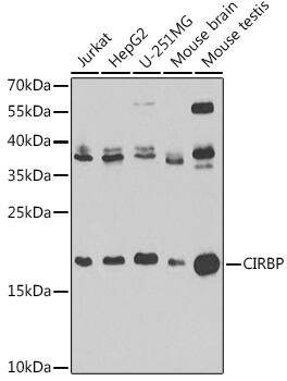 CIRBP Antibody