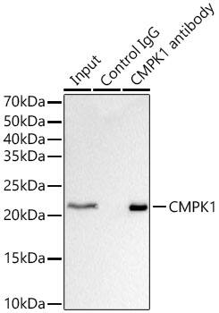 CMP kinase Antibody