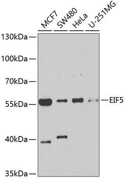 EIF5 Antibody