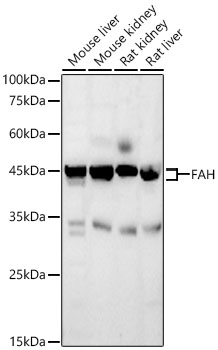 Fumarylacetoacetate hydrolase Antibody
