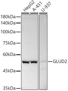 Glutamate Dehydrogenase 2/GLUD2 Antibody