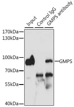 GMPS Antibody