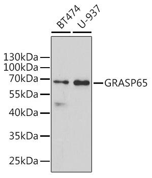 GRASP65 Antibody