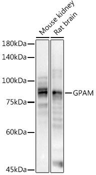 GPAM Antibody