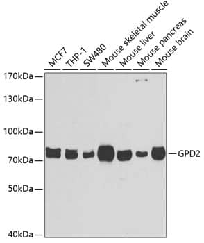 GPD2 Antibody