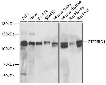 GTF2IRD1 Antibody