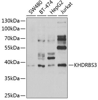 KHDRBS3 Antibody