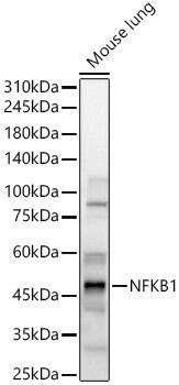 NFkB p105/p50 Antibody