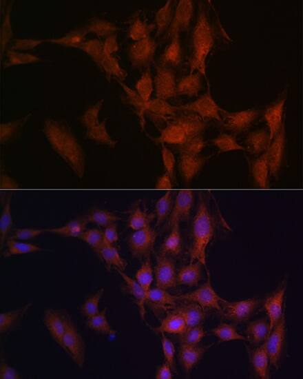 NFS1 Antibody