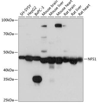 NFS1 Antibody