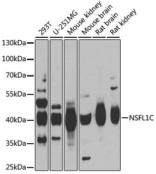 NSFL1C Antibody