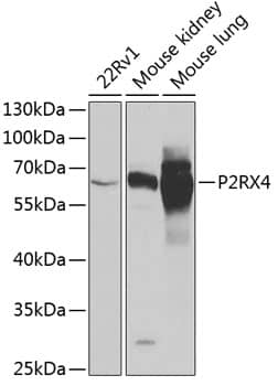 P2X4 Antibody