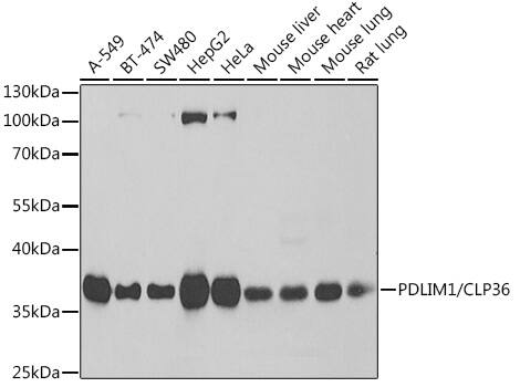 PDLIM1 Antibody